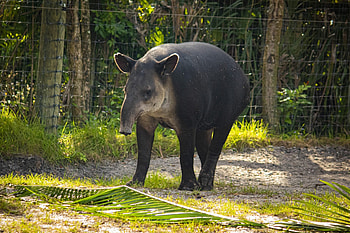 Baird's Tapir, Unique mammal, Rainforest dweller, Fascinating species HD wallpaper