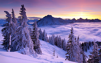 Snowy mountains, Spruce trees, Sunrise HD wallpaper