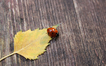 Autumn, Macro, Surface, Ladybug, Ladybird, Leaflet HD wallpaper