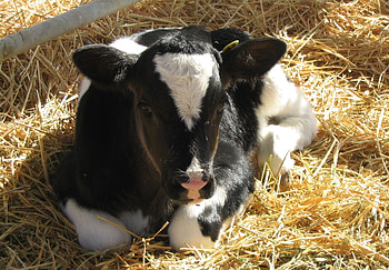 Baby cow, Cute farm animals, Farm cuteness, Animal babies HD wallpaper