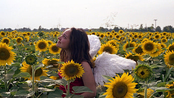 ~Sunflower Angel~ For Annie, sunshine, feathers, sunlight, beautiful, angel, beauty, sunflowers, smiles, happiness HD wallpaper