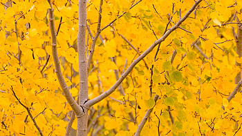 Yellowstone in autumn, and computer backgrounds, Nature's canvas, Everlasting beauty HD wallpaper