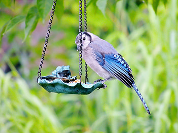 Snack Time, Bird, graphy, Summer, Seeds, Blue Jay, Feeder HD wallpaper