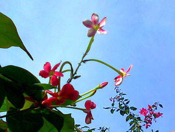 Flowers and sky, and sky, nature, flowers HD wallpaper