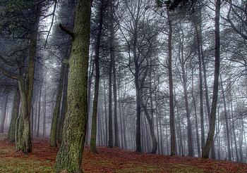 Wrekin gloomy woods, gloomy, woods HD wallpaper