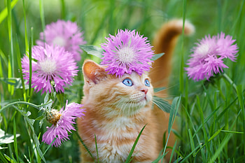 Am I Pretty ?, Green grass, Summer, Cornflowers, Cute, Pink HD wallpaper