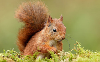 Squirrel, animal, nature, rodent HD wallpaper
