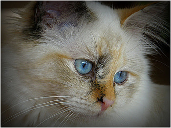beautiful blue eyes, blue, eyes, cat, nature HD wallpaper