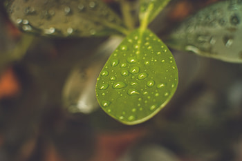 Drops, Plant, Macro, Blur, Smooth, Sheet, Leaf HD wallpaper
