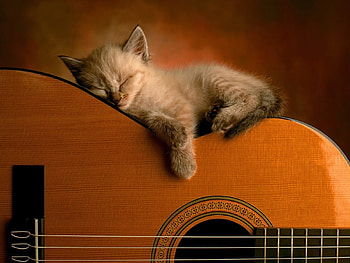 Animals, Cats HD wallpaper
