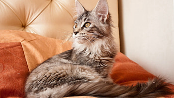 Animals, Cat, Fluffy, Color, Attentive HD wallpaper