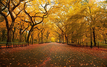 Central Park, The Mall, Fall HD wallpaper