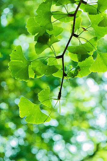 Leaves, Macro, Branch HD phone wallpaper