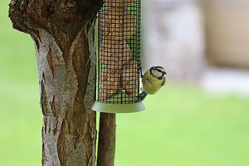 jeune mesange dans le jardin 2, Animal, bird HD wallpaper