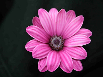 Pink on Black, pink, black, flower, other, nature HD wallpaper