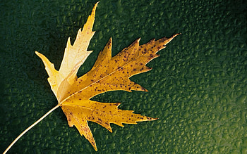 Simple Leaf, leaf, nature HD wallpaper