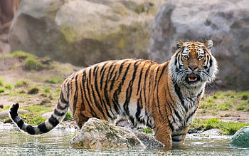 Animals, Predator, Big Cat, Tiger, Surprise, Astonishment HD wallpaper