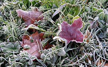 Nature, Grass, Autumn, Leaves, Land, Earth, Frost HD wallpaper