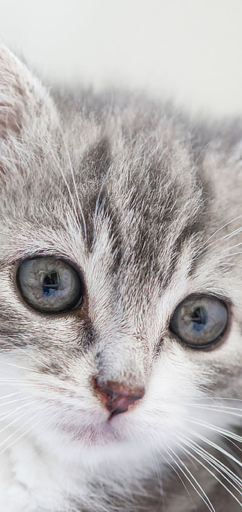 kitten, baby animal, Animal, cat HD phone wallpaper