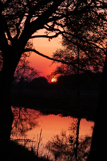 Water, Trees, Sunset, Twilight, Reflection, Dark, Dusk, Outlines HD phone wallpaper