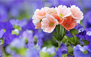 Delicate Pink Flowers, purple, nature, flowers HD wallpaper