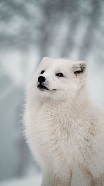 Arctic fox, , backgrounds, Stunning visuals HD phone wallpaper