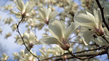 White Magnolia, Blue Sky, Tree Branch, Stock Video HD wallpaper