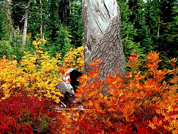 Landscape, Trees, Autumn, Leaves HD wallpaper