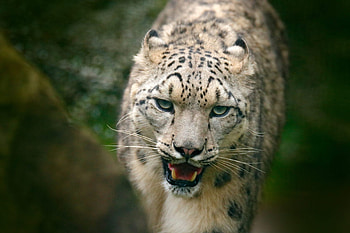 Snow Leopard, Watch for, 2022 HD wallpaper