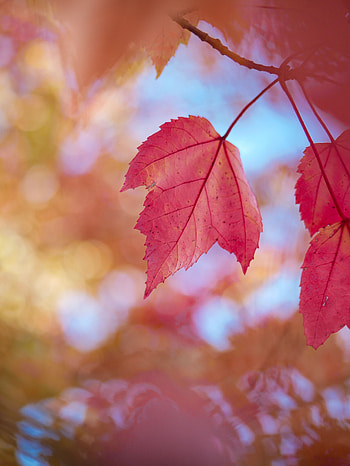 Nature, Autumn, Leaves, Macro, Dry HD phone wallpaper