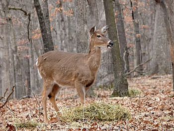 White Tailed Deer at Lone Elk County Park, trees, leaves, forest, deer HD wallpaper