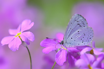 Lilac, Flower, Macro, Petals, Stains, Spots, Butterfly HD wallpaper