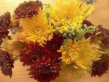 Fall Flowers, maroon, orange, gold, yellow HD wallpaper