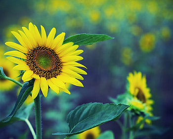 SUNFLOWERS, PETALS, LEAVES, NATURE, STEMS HD wallpaper