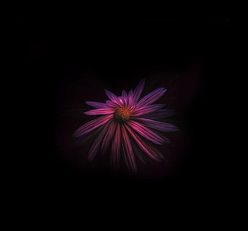Flower Dark Background , flowers, dark, background HD wallpaper