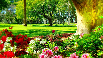 Park in Sydney, trees, flowers, australia, blossoms, lawn HD wallpaper