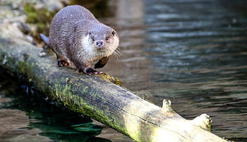 The Congo clawless, Otter HD wallpaper