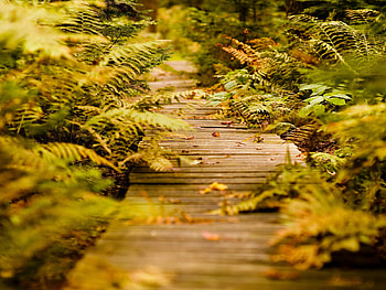 Autumn path, autumn, season, nature, path HD wallpaper