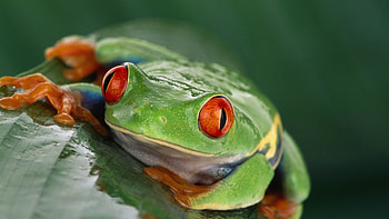 Tiere, Nature's beauty, Wildlife graphy, Vibrant amphibians HD wallpaper
