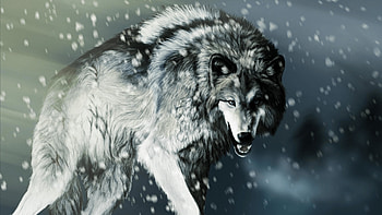 Wolf backgrounds, Ultra resolution, Dynamic poses, Intense gaze HD wallpaper