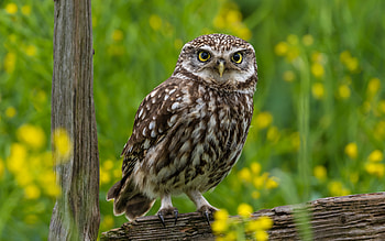 Owl, animal, bird, tree HD wallpaper