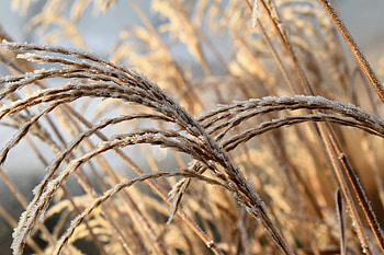 Winter, Nature, Grass, Branches, Frost, Hoarfrost HD wallpaper