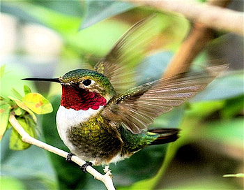RUBY THROAT HUMMINGBIRD, branch, ruby, throat, humming bird HD wallpaper