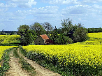Going Down the Dirt Road, dirt, road, sky, field HD wallpaper