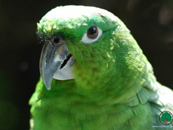 adi, birds, animals HD wallpaper