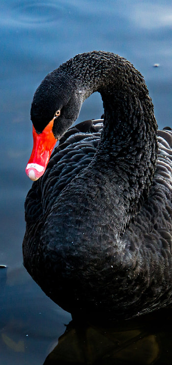Animal black swan, Mysterious beauty, Enigmatic creature, Alluring presence HD phone wallpaper