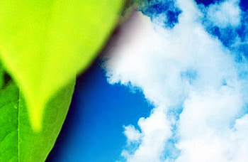 leaf and sky, leaf, sky, bloe, green HD wallpaper