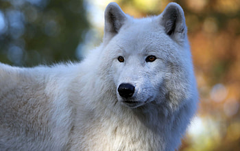Captivating arctic wolf, Frosty allure, Arctic bliss, Nature's masterpiece HD wallpaper