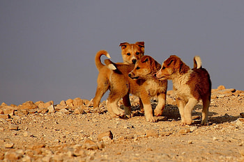 Dogs, dog, sweet, animal, cute, beautiful, puppys, puppy, pretty, animals, lovely HD wallpaper