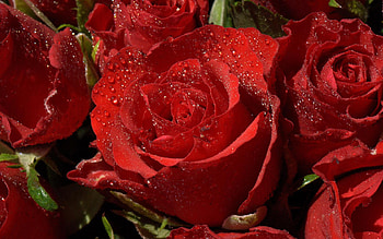 Plants, Roses, Drops HD wallpaper